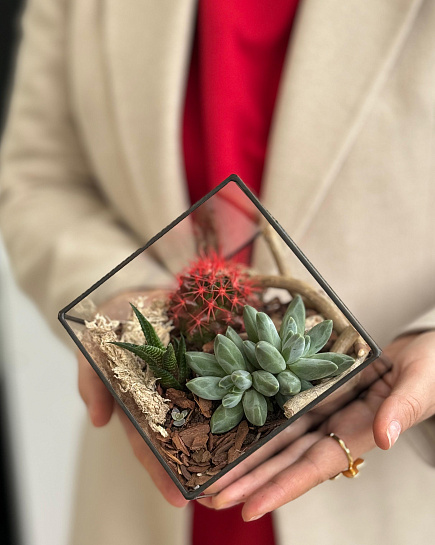 Bouquet of Florarium with cacti flowers delivered to Astana
