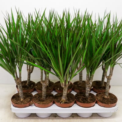 Фикус Elastica 'Robusta' с доставкой по Астане