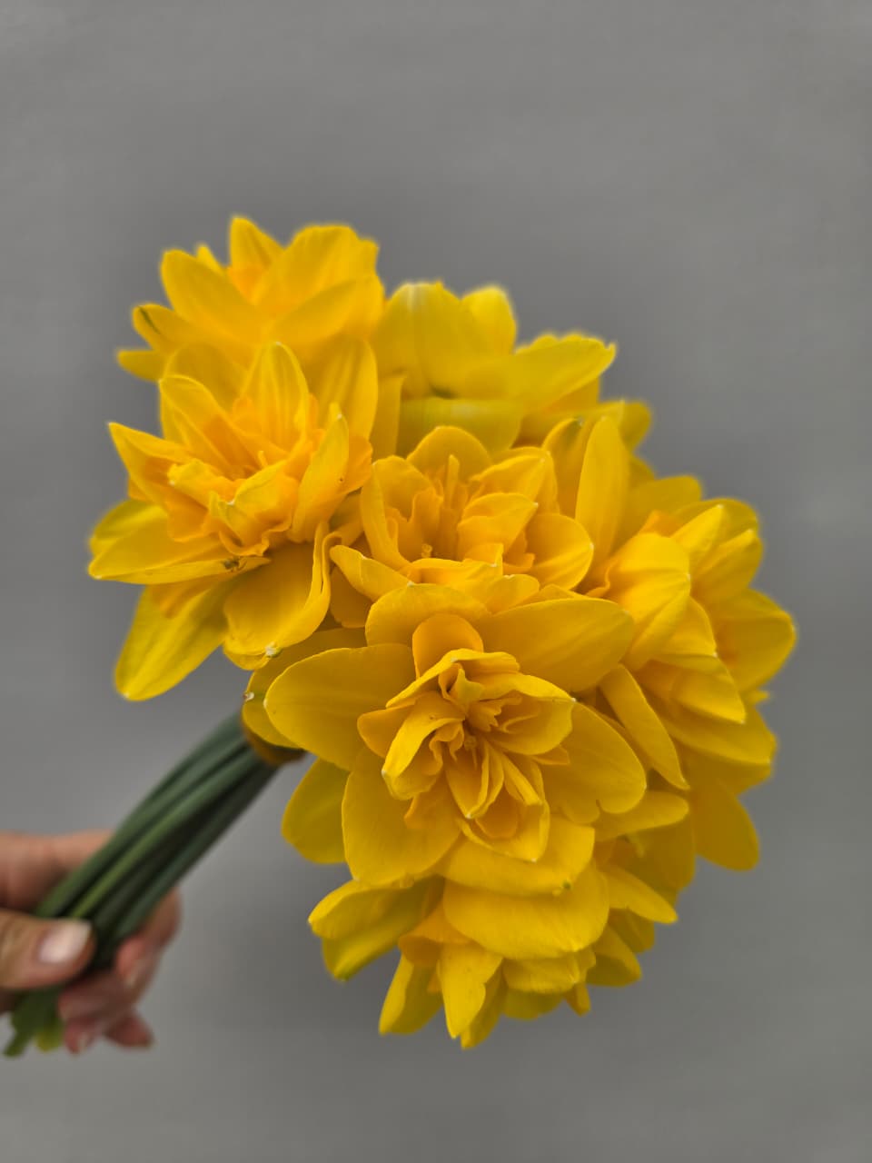 Нарциссы махровые жёлтые 11 шт