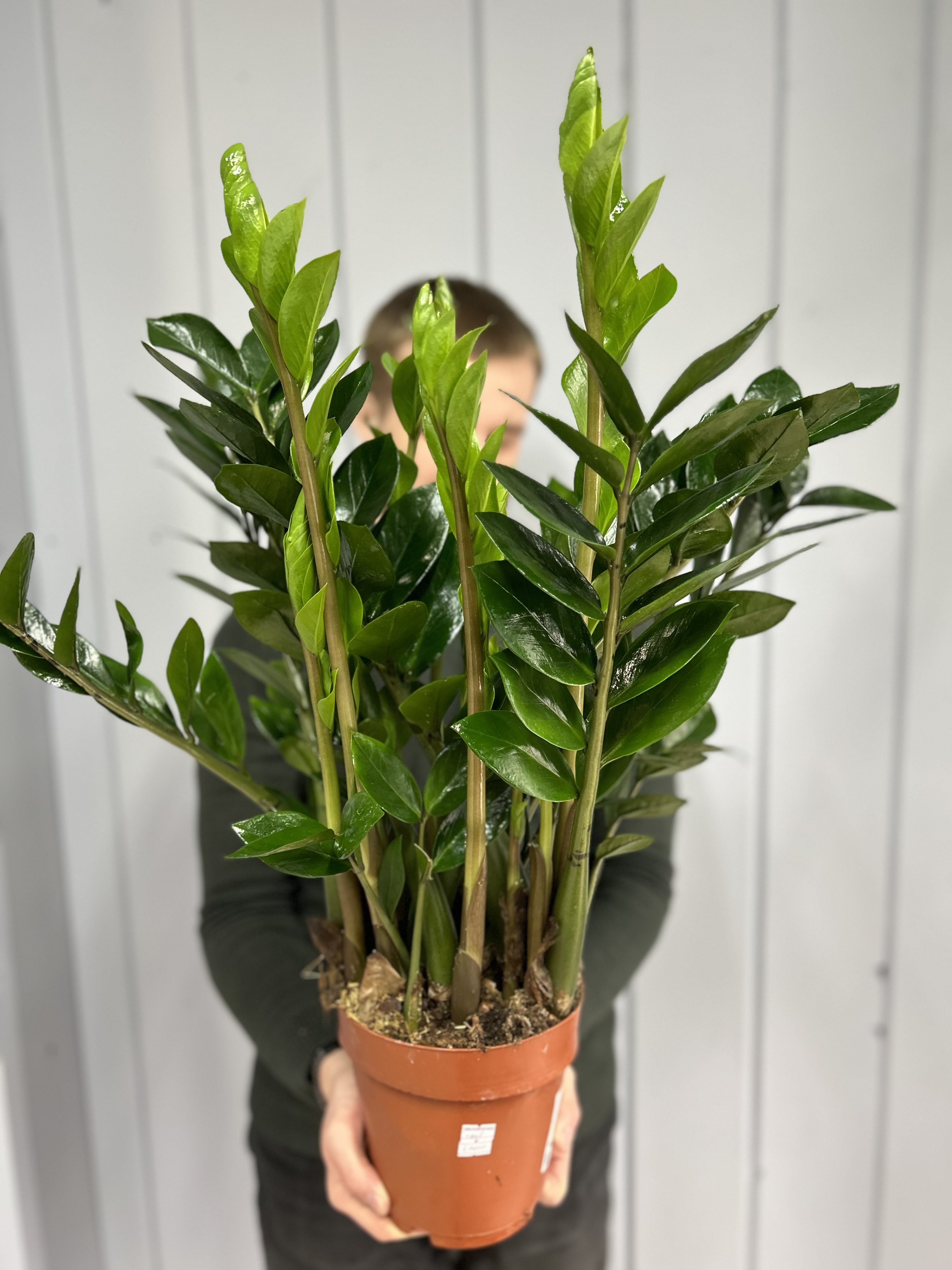 Bouquet of Zamioculcas major flowers delivered to Astana