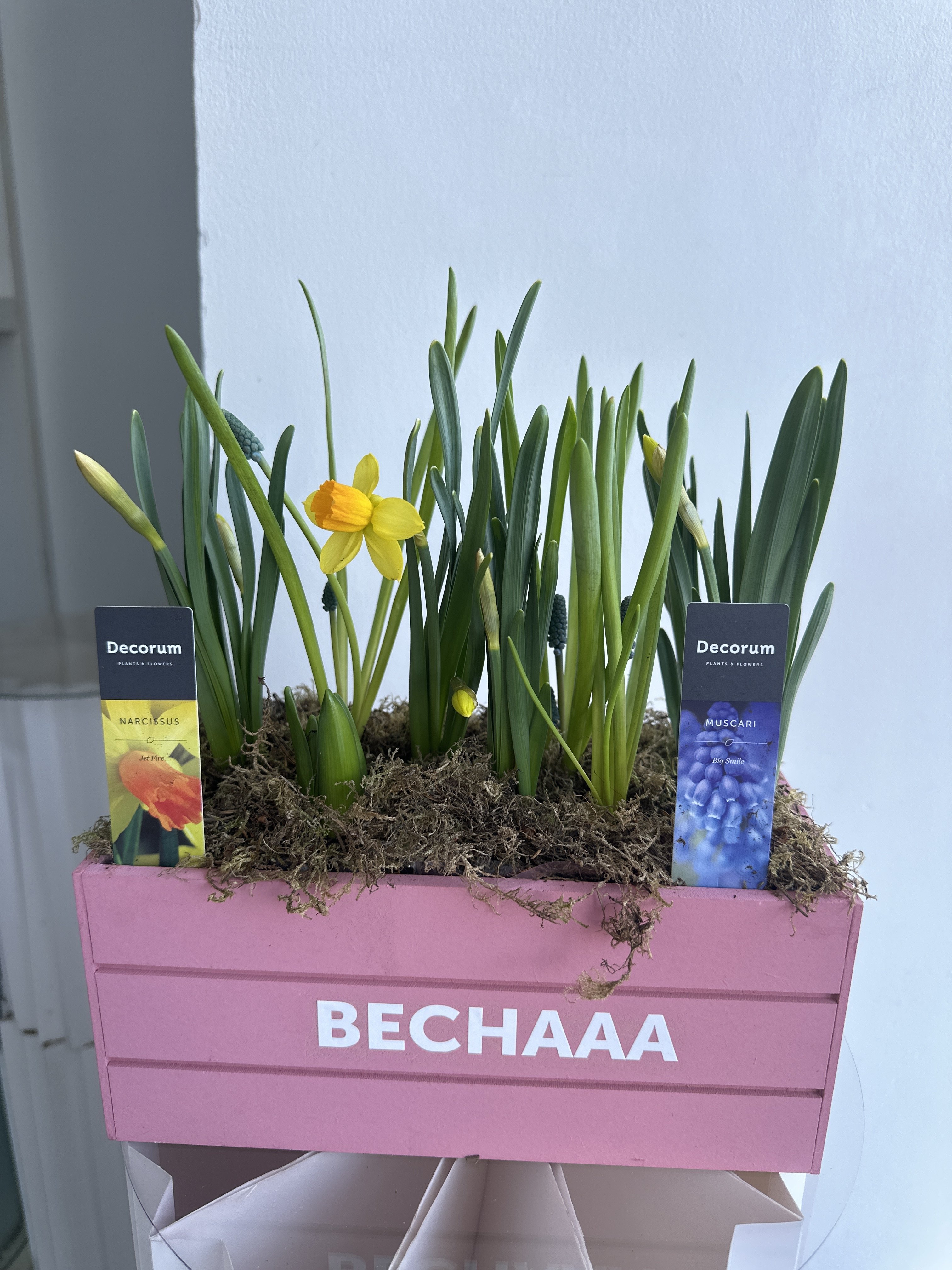 Весенний дуэт: Нарциссы и Мускари с доставкой по Астане