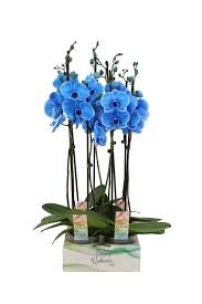 Фаленопсис Blauw 2 Tak с доставкой по Астане