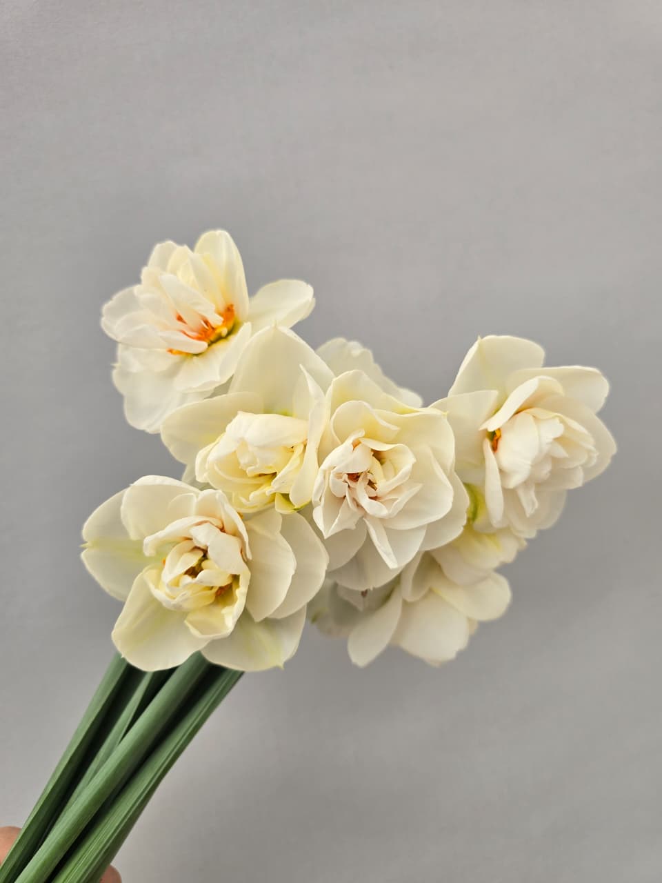 Нарциссы махровые белые 11 шт