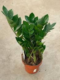 Замиокулькас zamiifolia с доставкой по Астане
