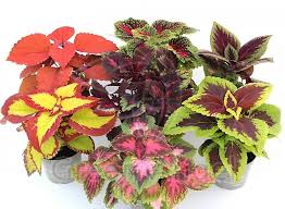 Plectranthus col. mix promo mixed / Coleus with delivery to Astana