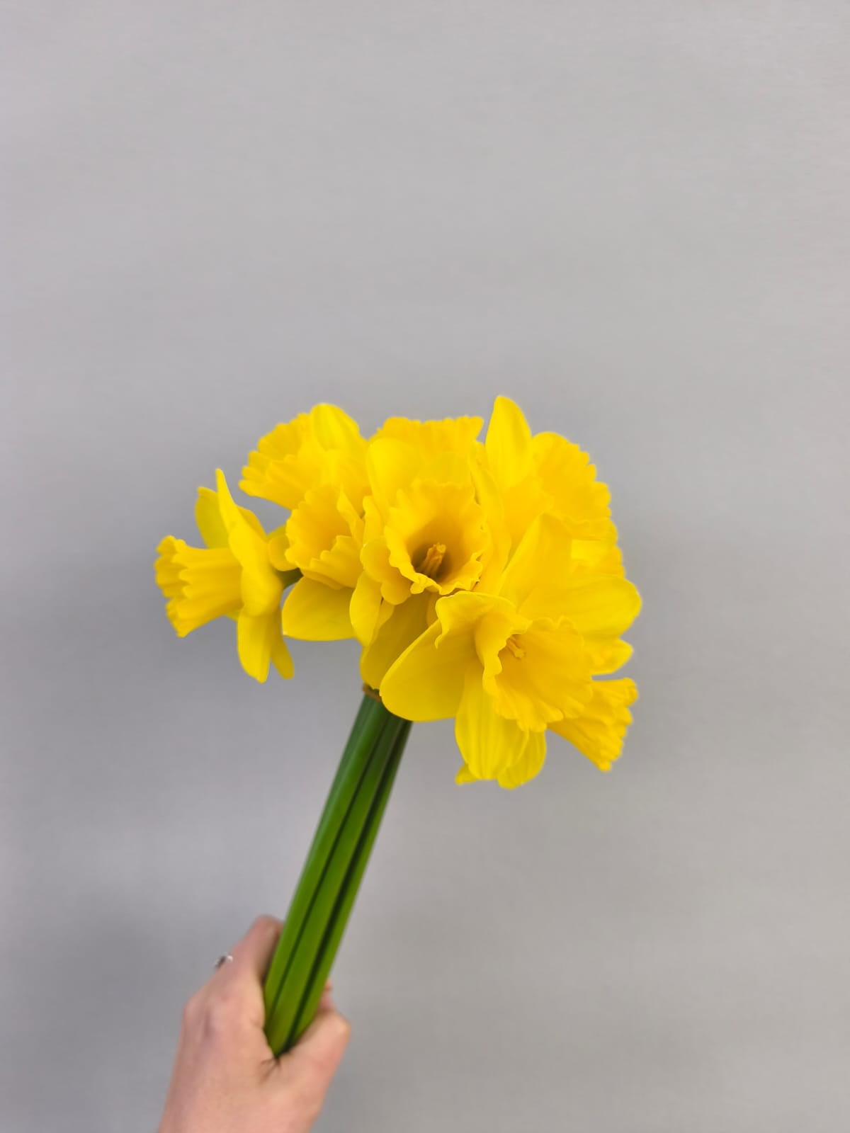 Нарциссы в пачке 11 шт