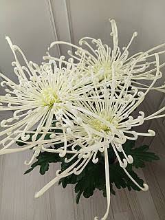 Decorum Хризантема anner 'fireworks Cream с доставкой по Астане