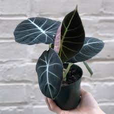 Алоказия 'Black Velvet' . с доставкой по Астане