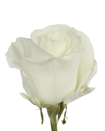 Rose Tibet White   с доставкой по Астане