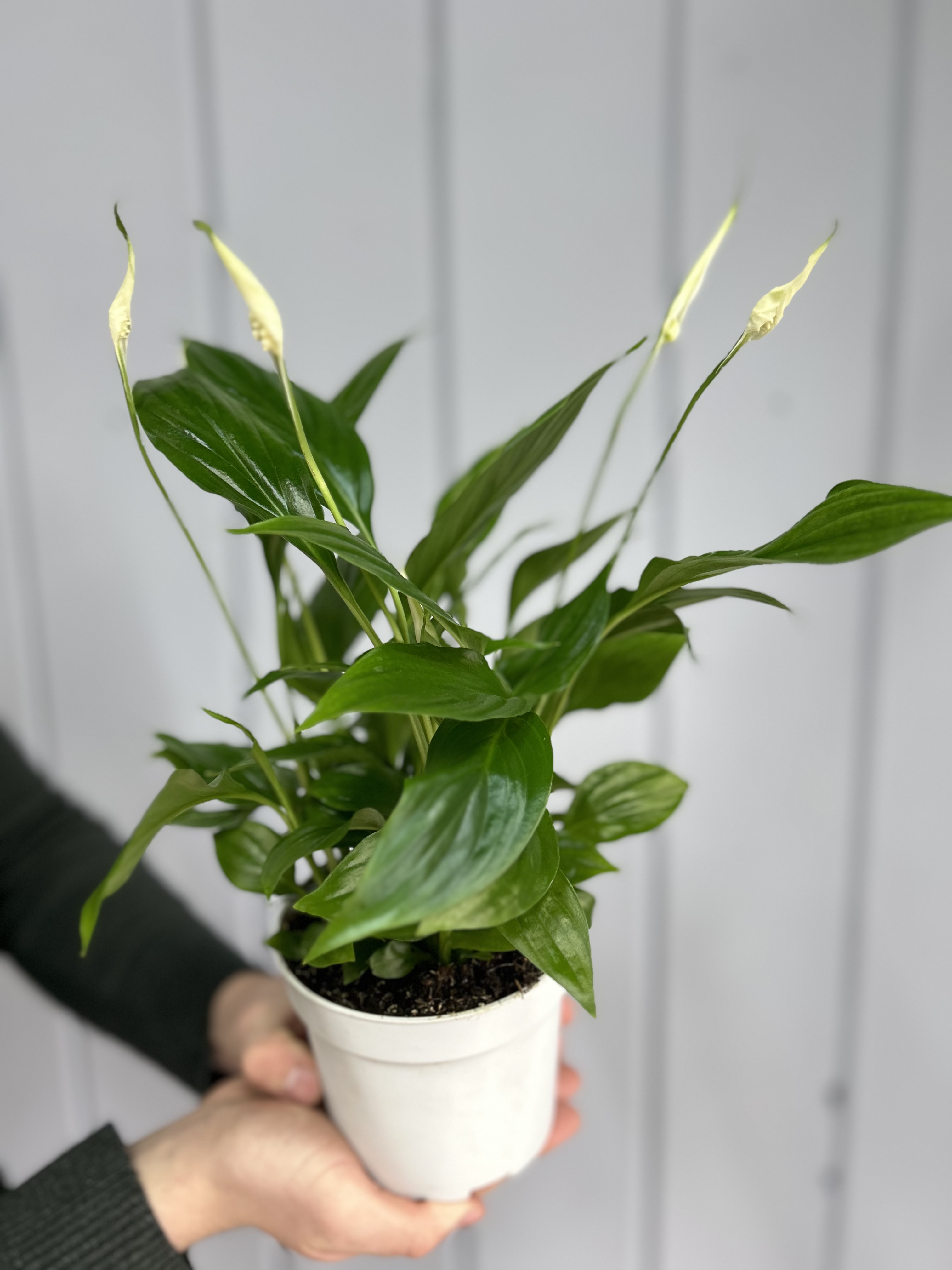 Bouquet of Spathiphyllum large flowers delivered to Astana