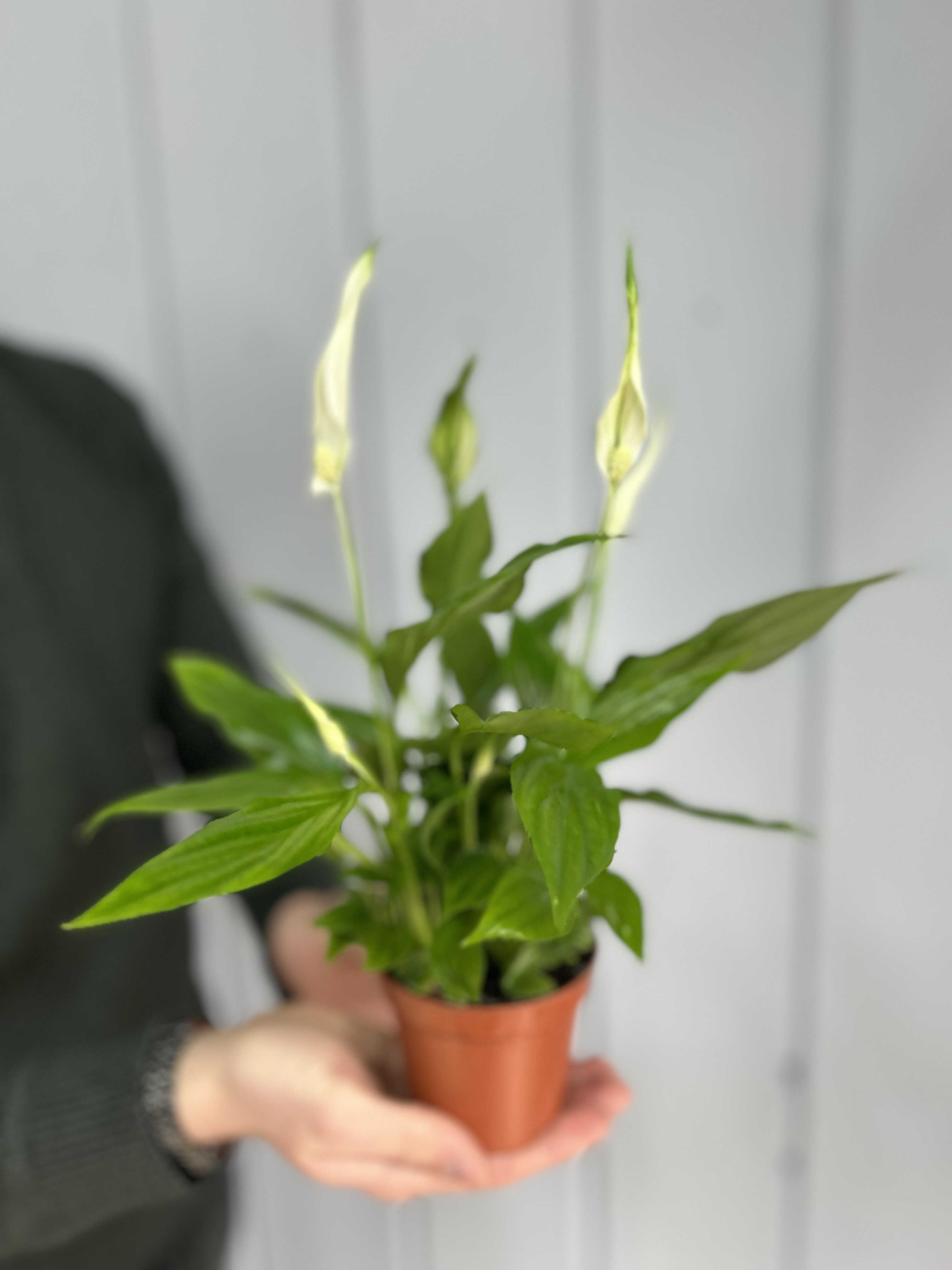 Bouquet of Spathiphyllum small flowers delivered to Astana