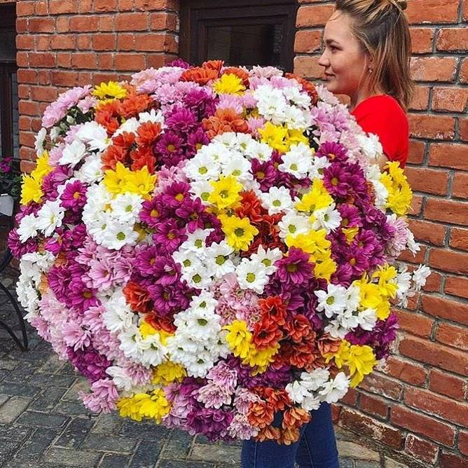 Хризантема 101 веточка микс Хризантема 101 веточка микс