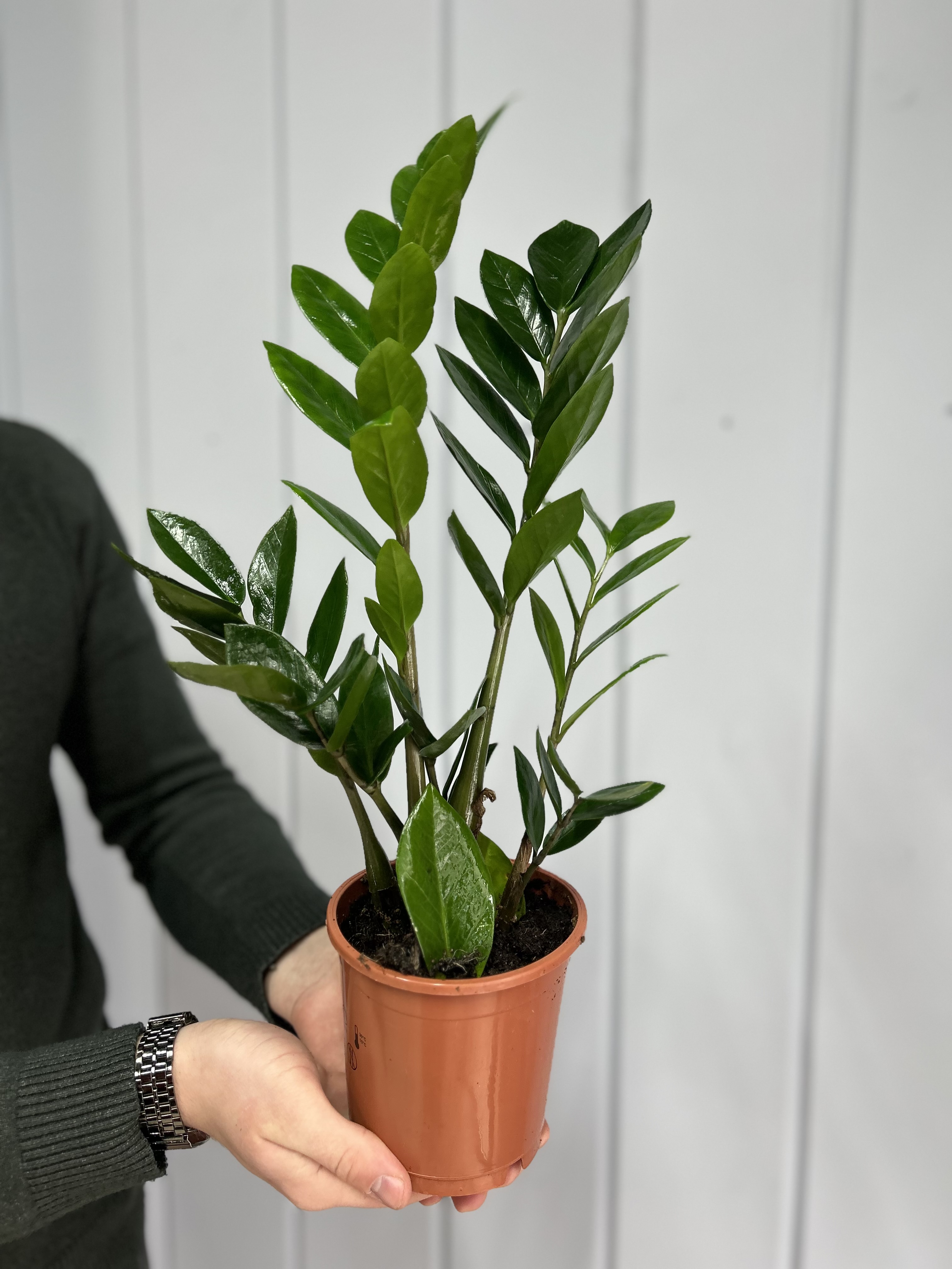 Bouquet of Zamioculcas is small flowers delivered to Astana
