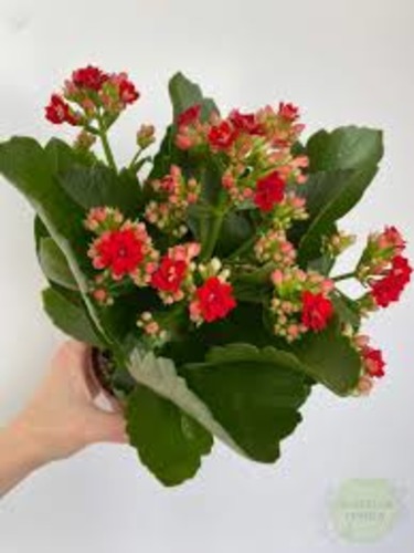 Bouquet of Kalanchoe flowers delivered to Kostanay.