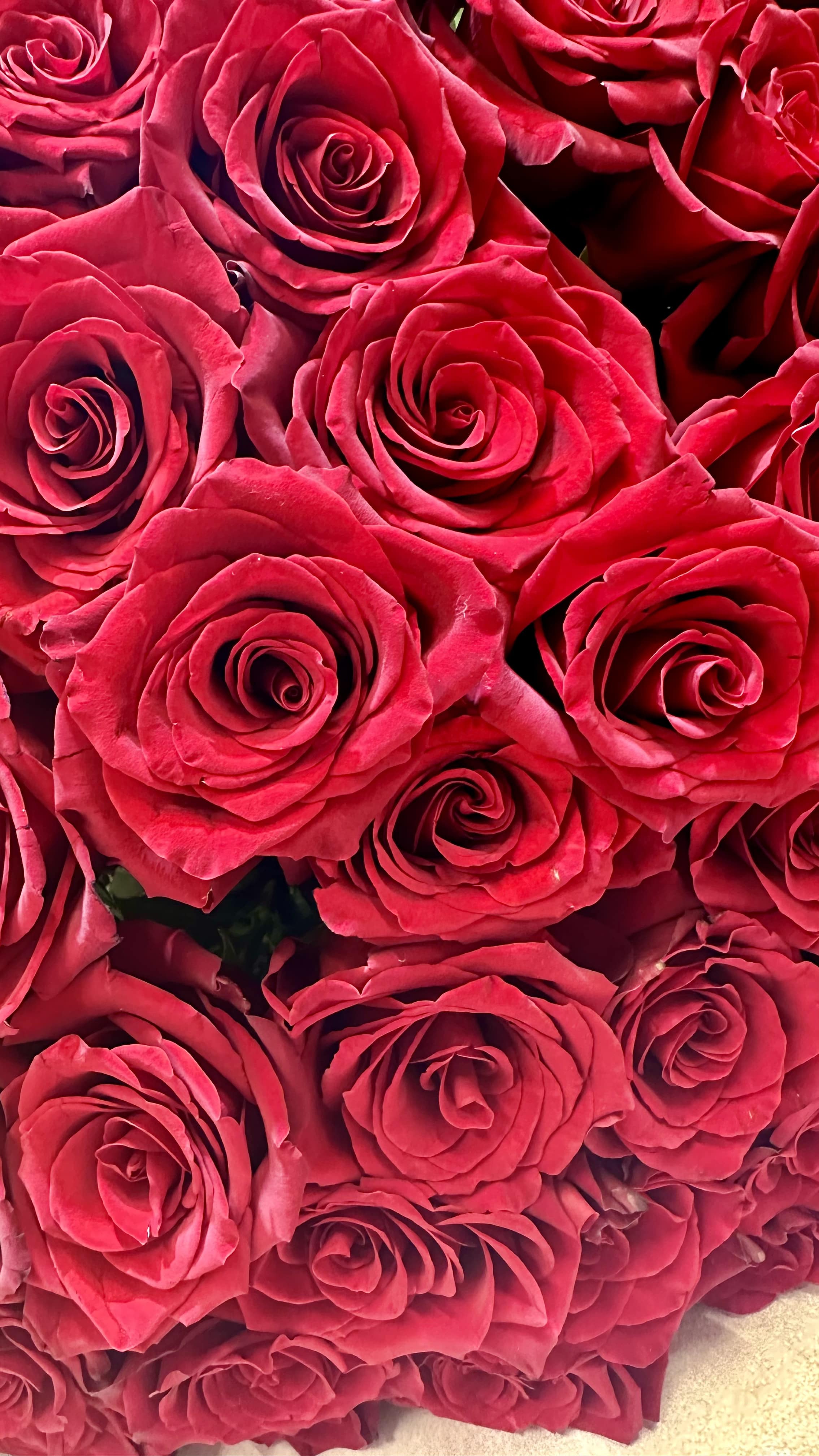 Букет Голландских метровых роз с доставкой по Астане