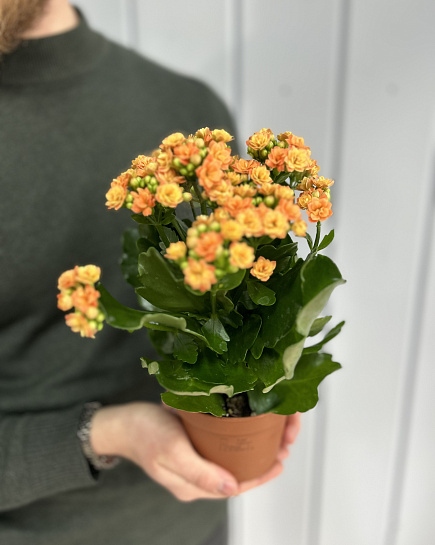 Kalanchoe white with delivery to Astana