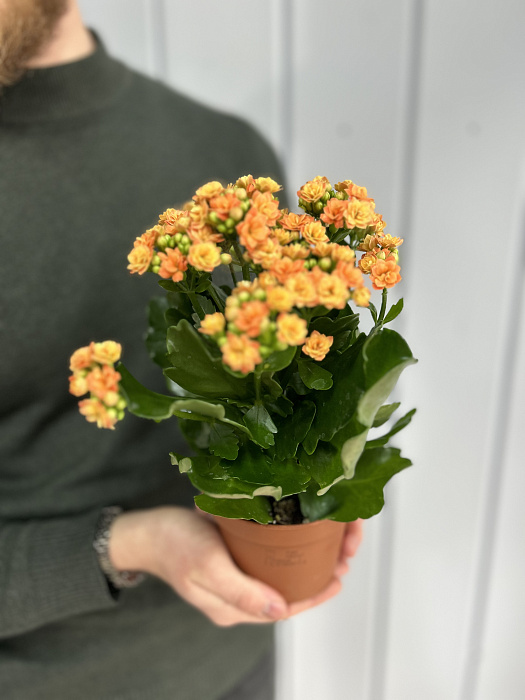 Kalanchoe white