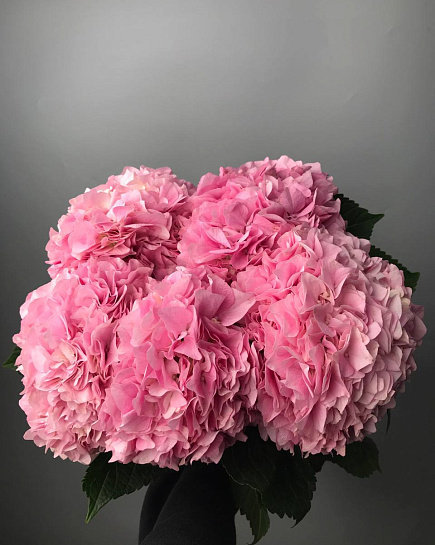 Bouquet of Hydrangeas in a pack (5 pcs) flowers delivered to Astana