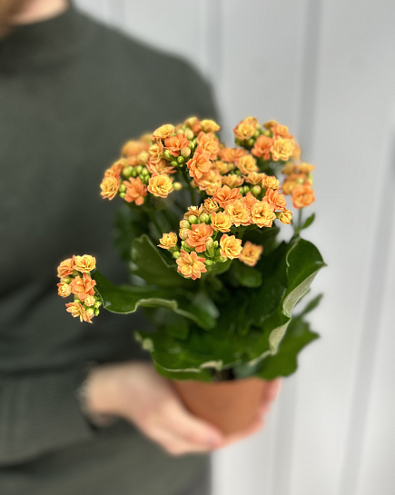 Kalanchoe white with delivery to Astana