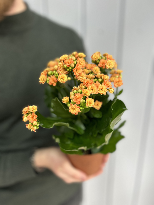 Kalanchoe white