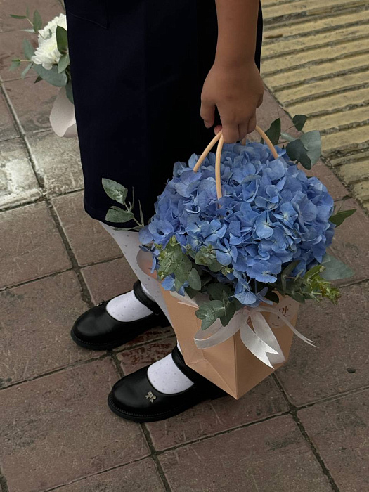 Handbag Hydrangea