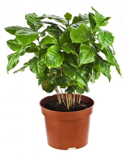 Кофе arabica . с доставкой по Астане