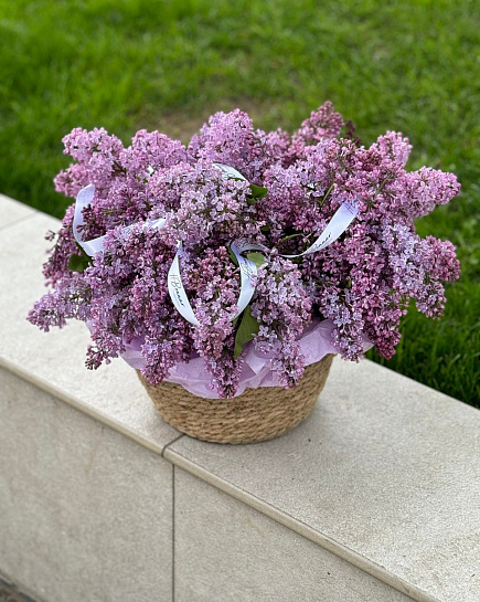 Bouquet of Lilacs in a flowerpot flowers delivered to Almaty
