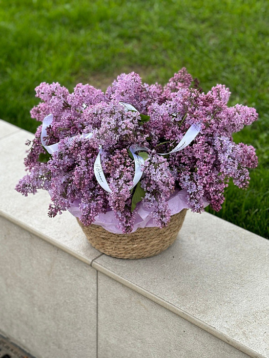 Lilacs in a flowerpot