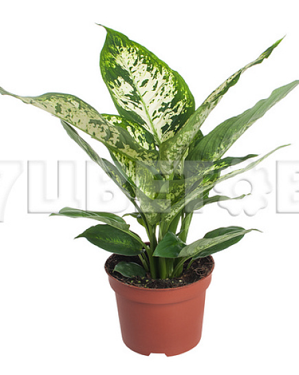 Bouquet of Dieffenbachia compacta flowers delivered to Astana
