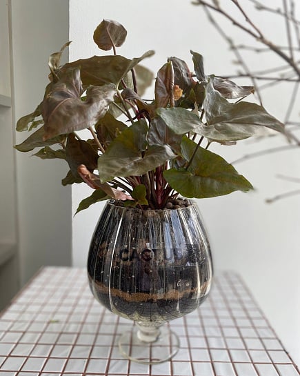Singonium in a glass pot with delivery to Astana