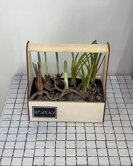 Нарциссы в деревянной корзине с доставкой по Астане