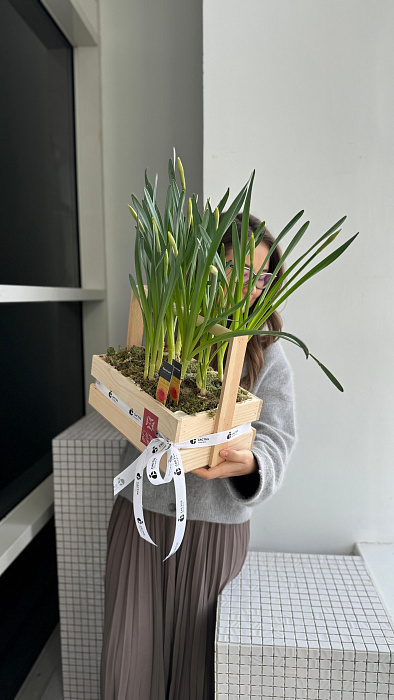 Narcissus in the box Give spring! Narcissus in the box Give spring!