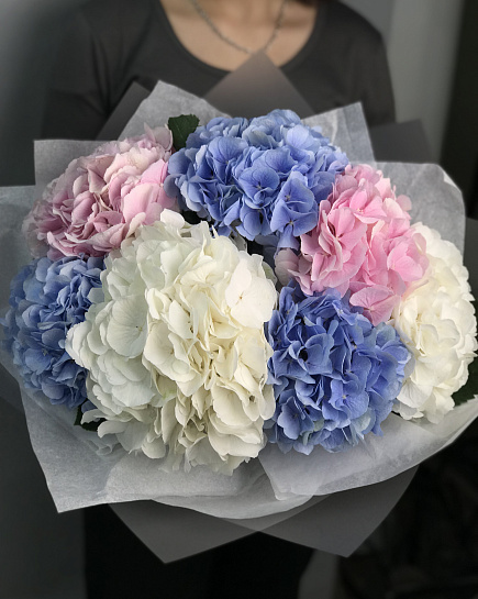 Bouquet of 7 Hydrangea Mix flowers delivered to Astana