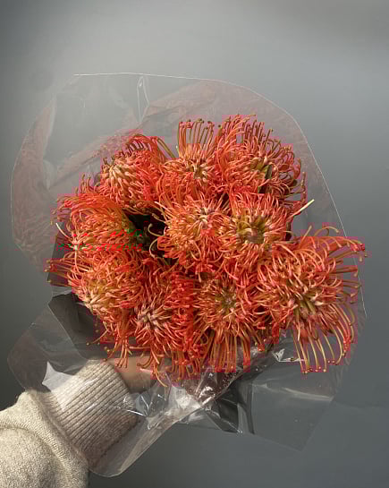 Нутан в пачке 5 шт  с доставкой по Астане