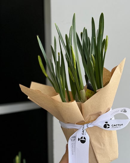 Нарциссы в горшке  с доставкой по Астане