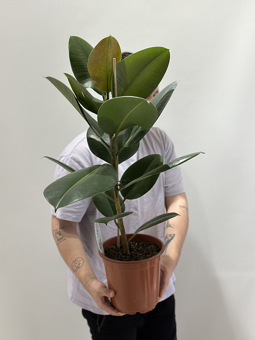 Ficus