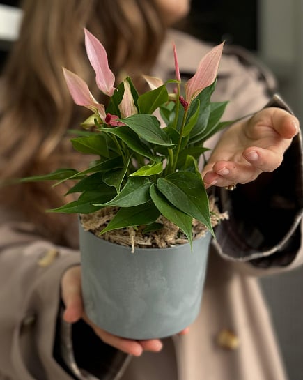Антуриум Lilly Pink ( пересаженный в кашпо) с доставкой по Астане