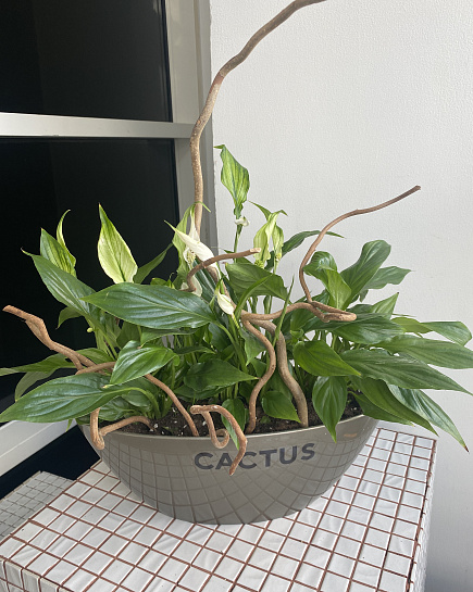 Spathiphyllum in a pot with delivery to Astana