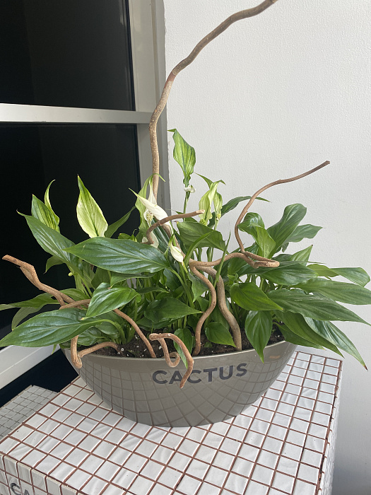 Spathiphyllum in a pot