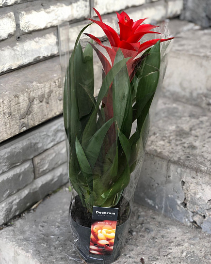 Guzmania with delivery to Almaty