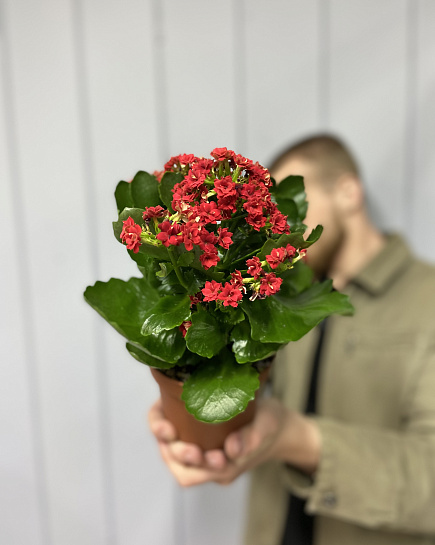 Kalanchoe with delivery to Astana