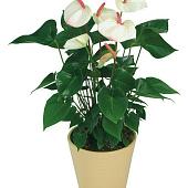 Anturium White