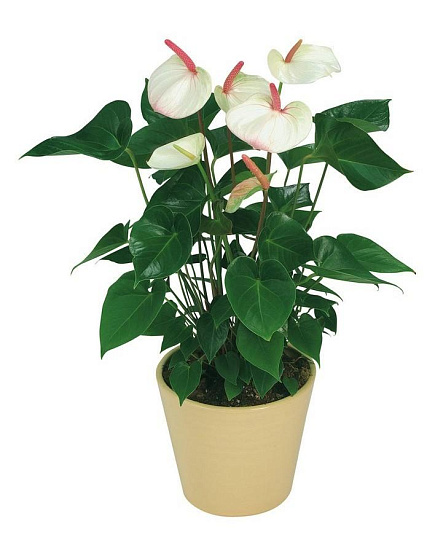 Bouquet of Anturium White flowers delivered to Rudniy