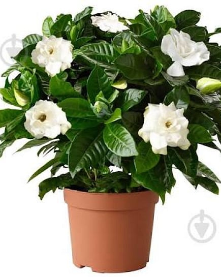 Гардения Jasminoides with delivery to Astana