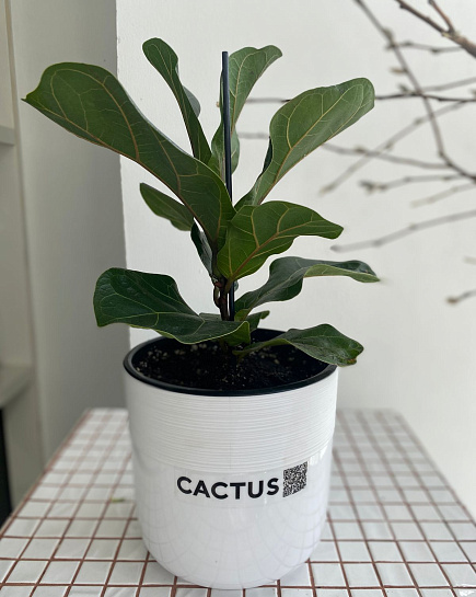 Ficus Lyrata with delivery to Astana
