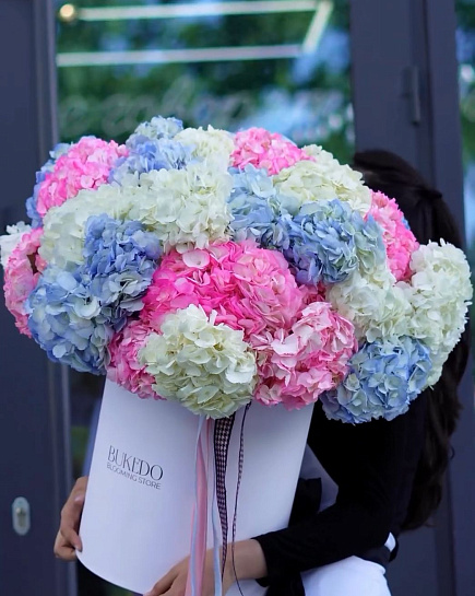 Hydrangeas in a Box with delivery to Shymkent