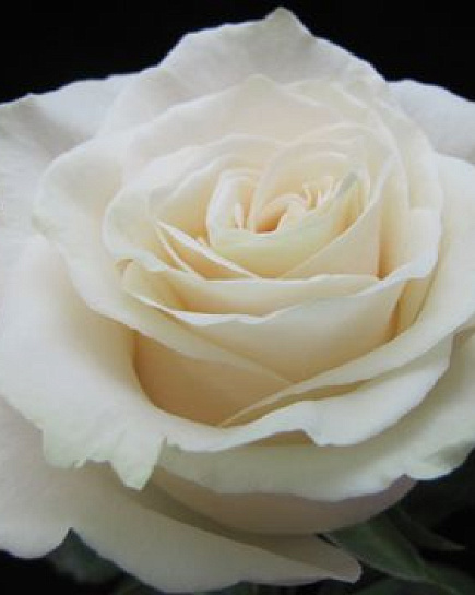 Rose Mondial White   с доставкой по 