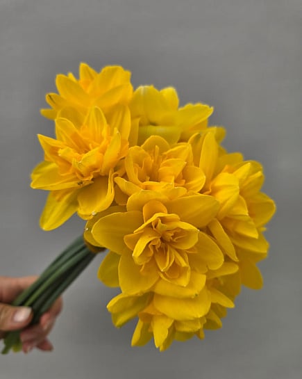 Нарциссы махровые жёлтые 11 шт with delivery to Almaty