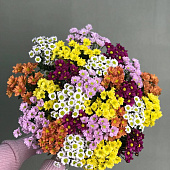 Красавица