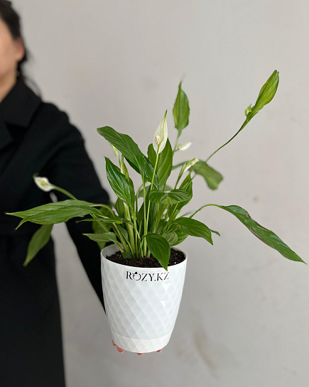 Bouquet of Spathiphyllum transplanted into pots 13/40 flowers delivered to Astana